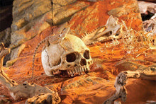 Carica l'immagine nel visualizzatore di Gallery, Cráneo de Primate Exo-Terra
